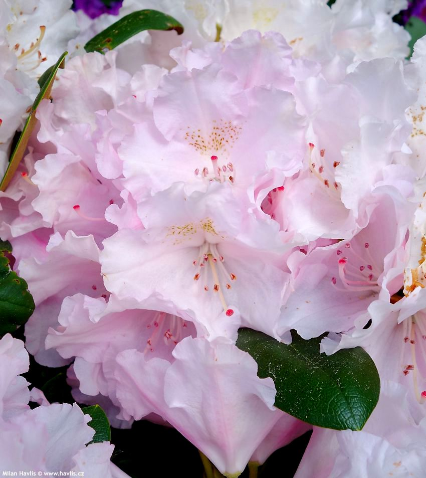 Рододендрон якушиманський Сільберволк Rhododendron 'Silberwolke' - Зображення 4