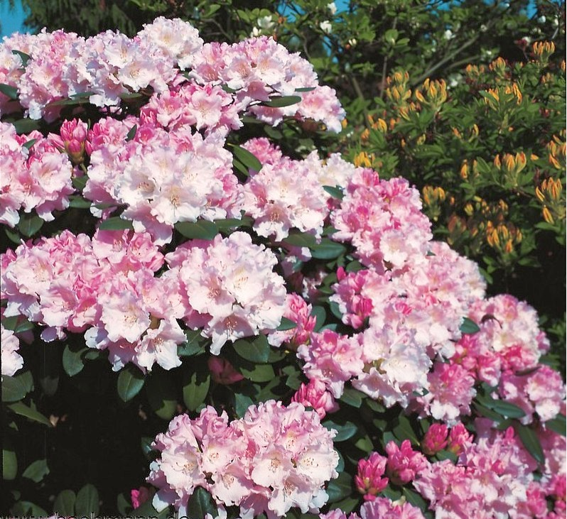 Рододендрон якушиманський Сільберволк Rhododendron 'Silberwolke' - Зображення 5