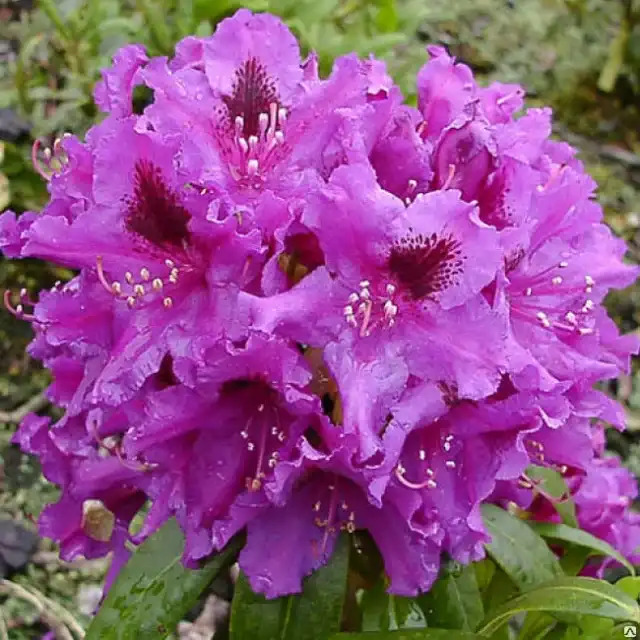 Рододендрон гібридний "Азурро", Rhododendron "Azurro", С5 - Зображення 2