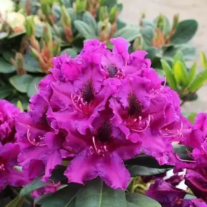 Рододендрон гібридний "Азурро", Rhododendron "Azurro", С5