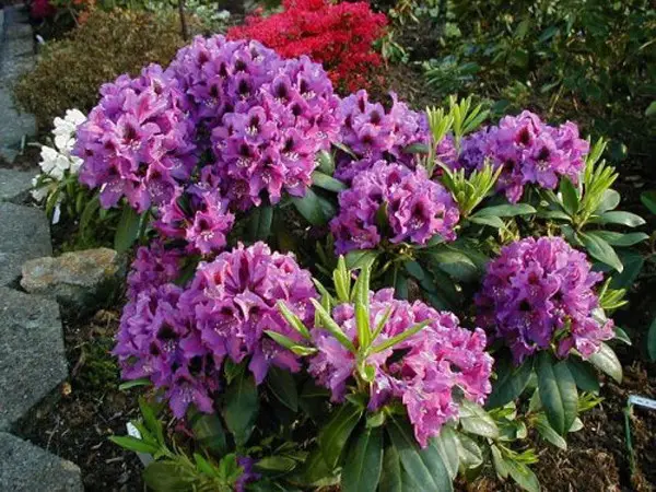 Рододендрон гібридний "Азурро", Rhododendron "Azurro", С5 - Зображення 3