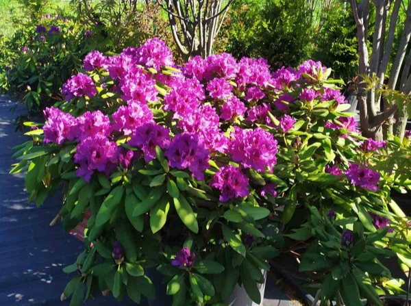 Рододендрон гібридний "Азурро", Rhododendron "Azurro", С5 - Зображення 4