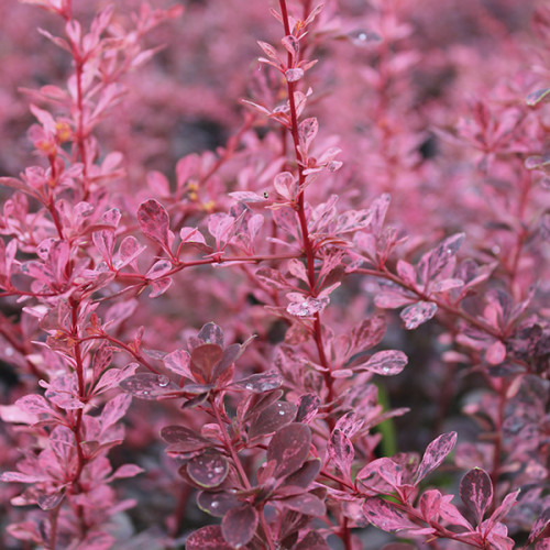 Барбарис Тунберга 'Пінк Квін', Berberis thunbergii 'Pink Queen', С1, 5 - Зображення 3