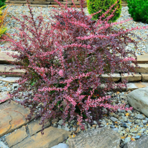 Барбарис Тунберга 'Пінк Квін', Berberis thunbergii 'Pink Queen', С1, 5