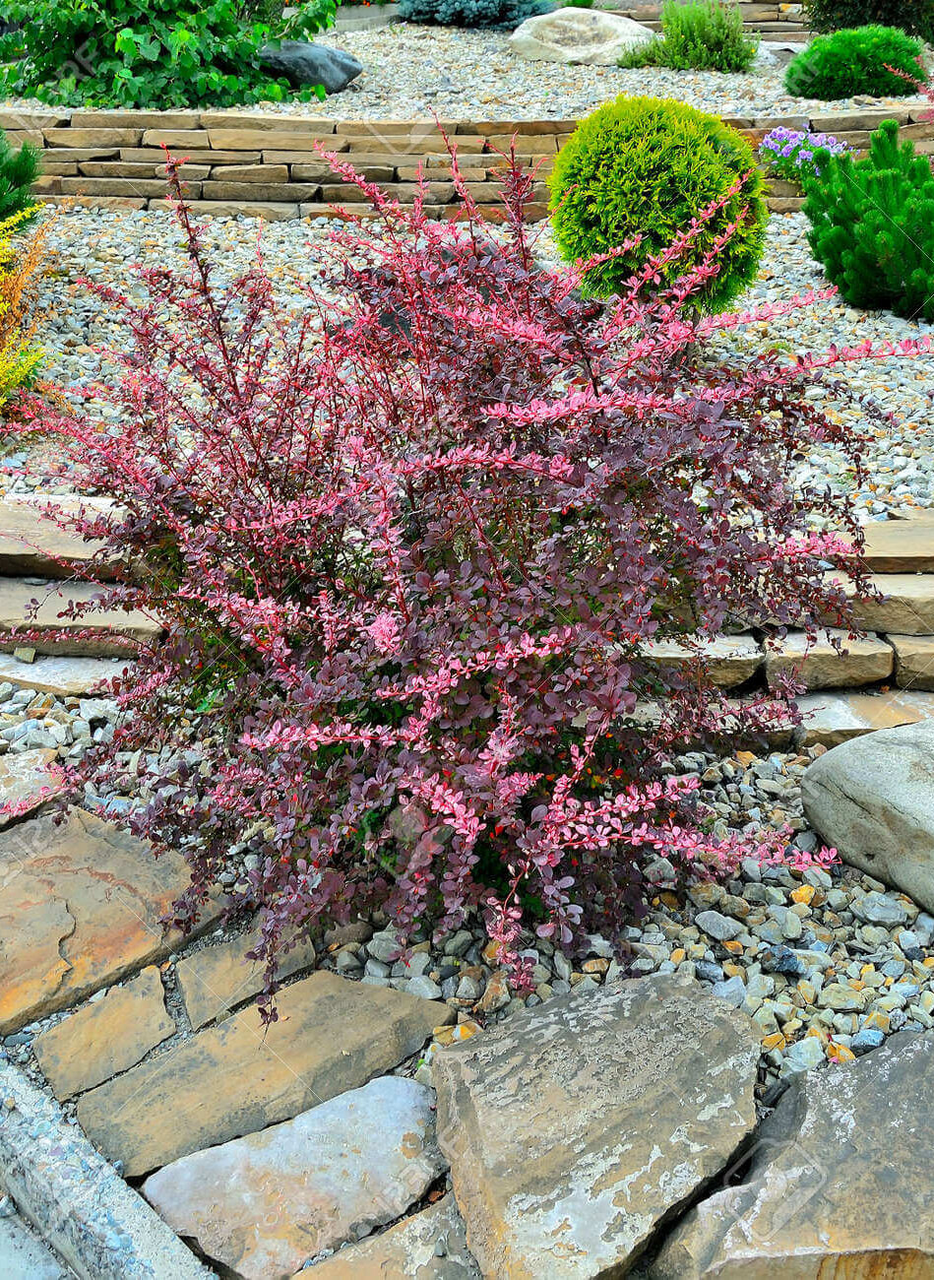 Барбарис Тунберга 'Пінк Квін', Berberis thunbergii 'Pink Queen', С1, 5