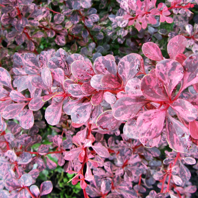 Барбарис Тунберга 'Пінк Квін', Berberis thunbergii 'Pink Queen', С1, 5 - Зображення 2