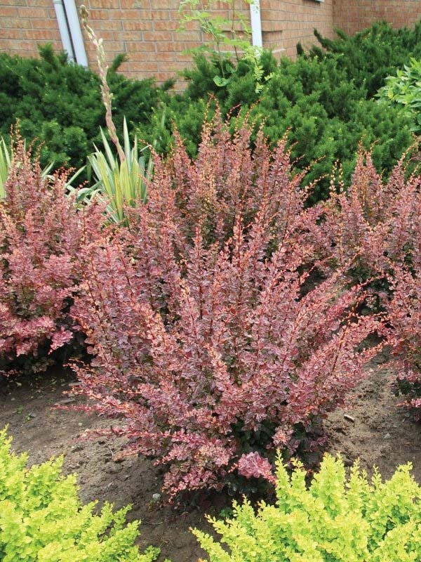Барбарис Тунберга 'Пінк Квін', Berberis thunbergii 'Pink Queen', С1, 5 - Зображення 4