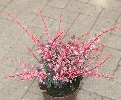 Барбарис Тунберга 'Пінк Квін', Berberis thunbergii 'Pink Queen', С1, 5 - Зображення 5