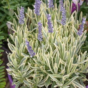 Лаванда середня 'Платінум Блонд' Lavandula x intermedia 'Platinum Blonde'