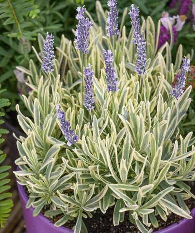 Лаванда середня 'Платінум Блонд' Lavandula x intermedia 'Platinum Blonde'