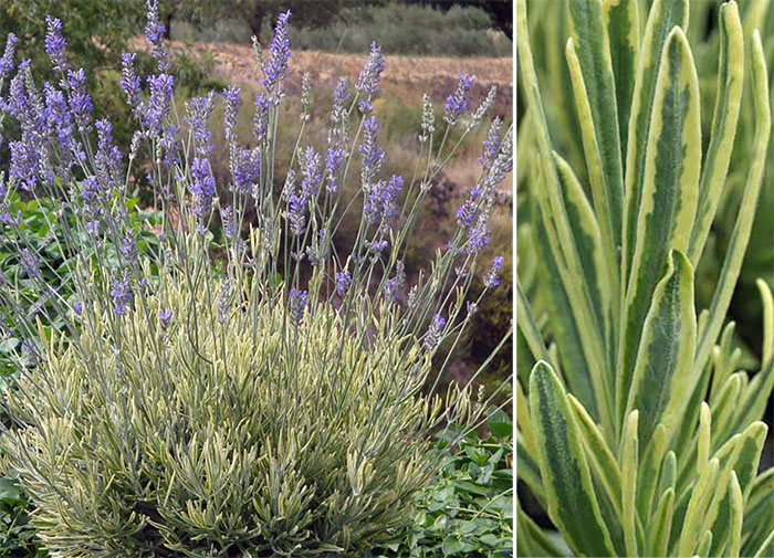 Лаванда середня 'Платінум Блонд' Lavandula x intermedia 'Platinum Blonde' - Зображення 2