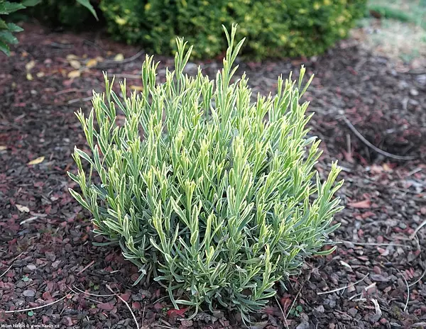 Лаванда середня 'Платінум Блонд' Lavandula x intermedia 'Platinum Blonde' - Зображення 3