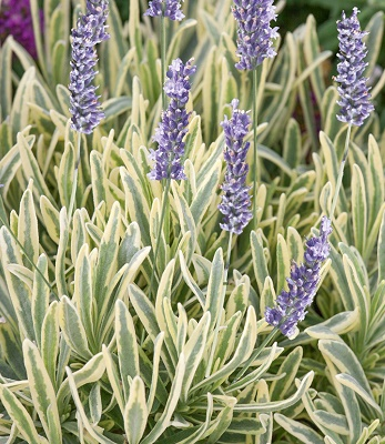 Лаванда середня 'Платінум Блонд' Lavandula x intermedia 'Platinum Blonde' - Зображення 4