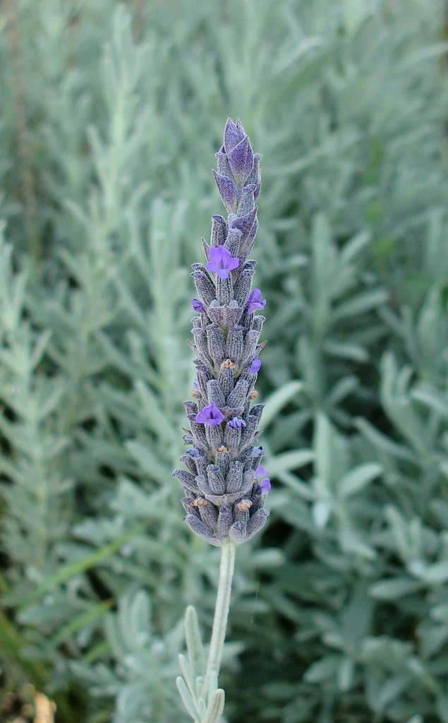 Лаванда Алардіі, Lavandula Allardii, С1, 5 - Зображення 2