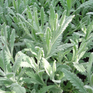 Лаванда Алардіі, Lavandula Allardii, С1, 5