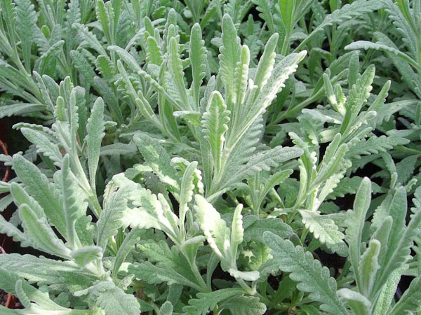 Лаванда Алардіі, Lavandula Allardii, С1, 5