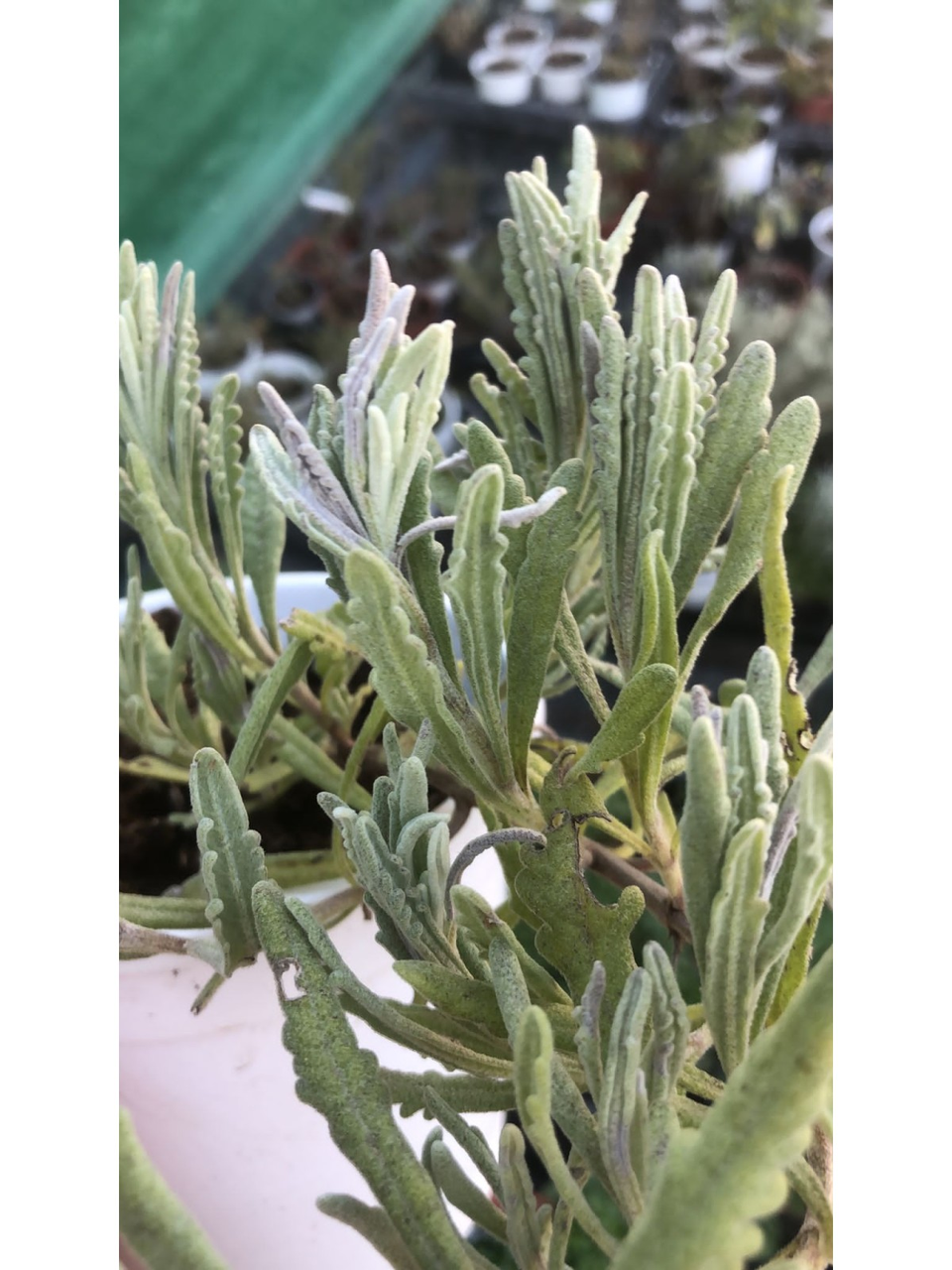 Лаванда Алардіі, Lavandula Allardii, С1, 5 - Зображення 3