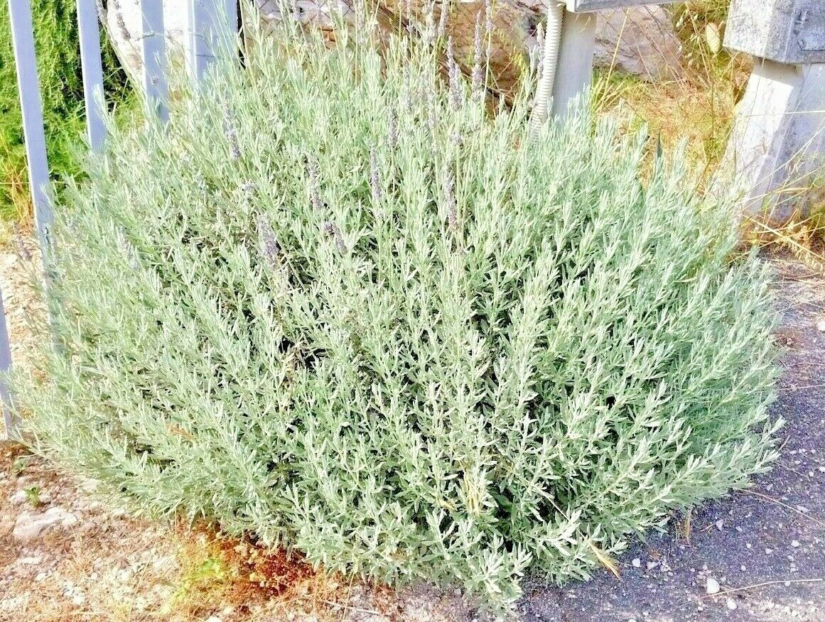 Лаванда Алардіі, Lavandula Allardii, С1, 5 - Зображення 4