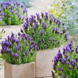 Лаванда "Платінум ніко" Lavandula "Platinum Nico" С1, 5