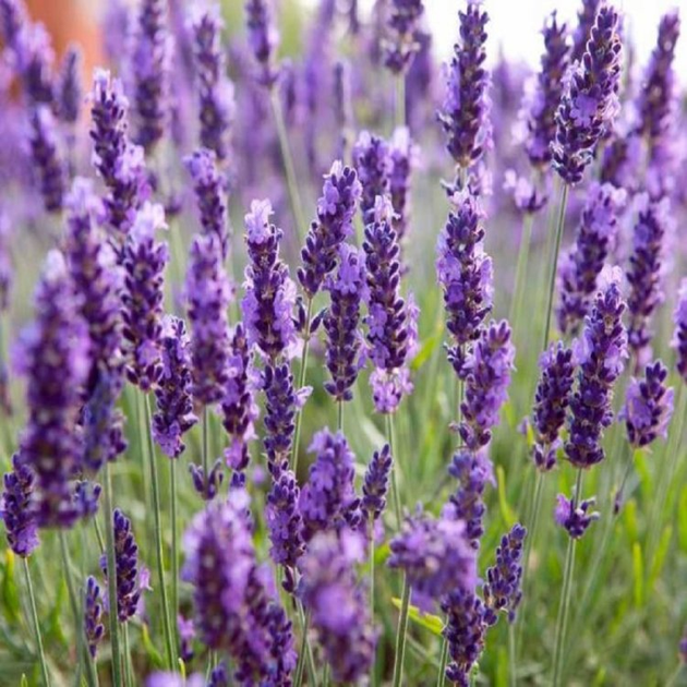 Лаванда "Платінум ніко" Lavandula "Platinum Nico" С1, 5 - Зображення 2