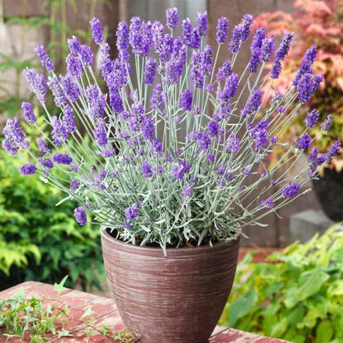Лаванда "Платінум ніко" Lavandula "Platinum Nico" С1, 5 - Зображення 3