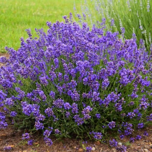 Лаванда "Платінум ніко" Lavandula "Platinum Nico" С1, 5 - Зображення 4
