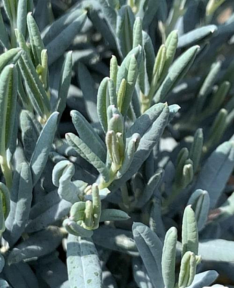 Лаванда "Платінум ніко" Lavandula "Platinum Nico" С1, 5 - Зображення 5