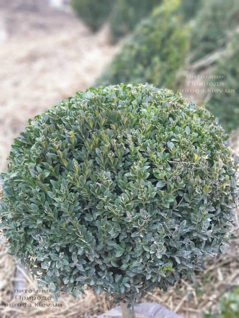 Самшит вічнозелений 'Ангустіфоліа' Buxus sempervirens 'Angustifolia', С1. 5 - Зображення 3