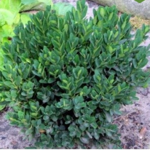 Самшит вічнозелений 'Ангустіфоліа' Buxus sempervirens 'Angustifolia', С1. 5