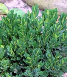 Самшит вічнозелений 'Ангустіфоліа' Buxus sempervirens 'Angustifolia', С1. 5 - Зображення 4