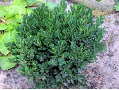 Самшит вічнозелений 'Ангустіфоліа' Buxus sempervirens 'Angustifolia', С1. 5