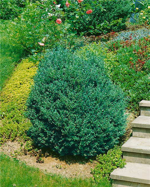 Самшит вічнозелений 'Ангустіфоліа' Buxus sempervirens 'Angustifolia', С1. 5 - Зображення 2