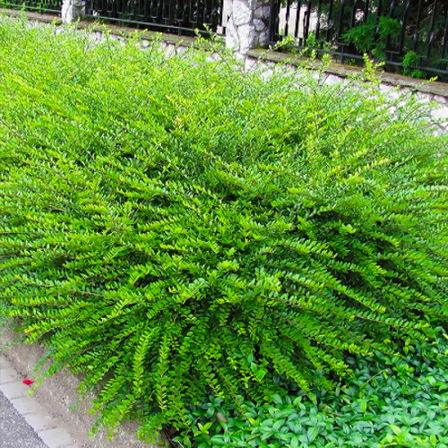 Жимолость шапкова, Lonicera pileata, С1, 5 - Зображення 2