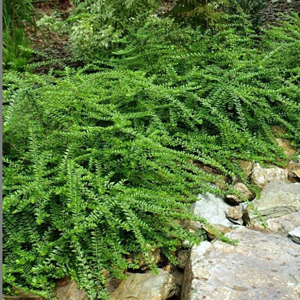 Жимолость шапкова, Lonicera pileata, С1, 5 - Зображення 4