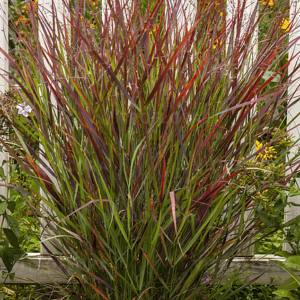 Просте прутовідне 'Sangria', Panicum virgatum 'Sangria', С1, 5