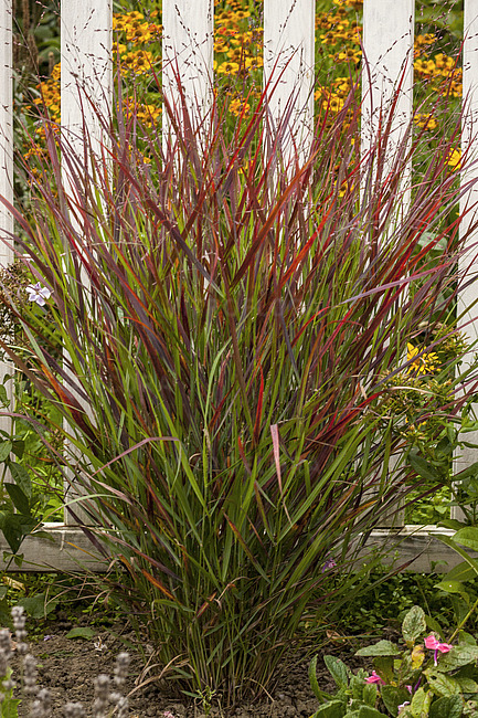 Просте прутовідне 'Sangria', Panicum virgatum 'Sangria', С1, 5