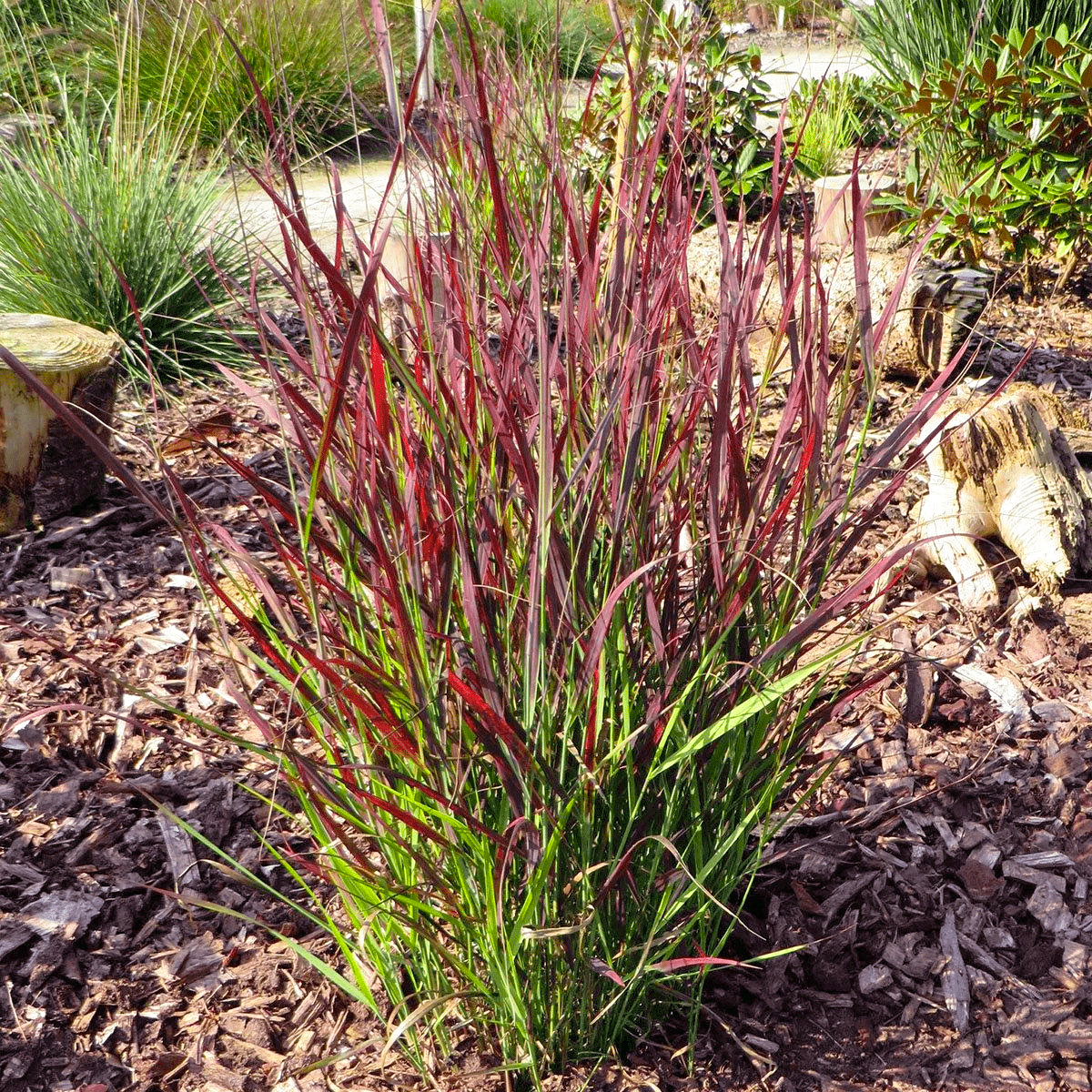 Просте прутовідне 'Sangria', Panicum virgatum 'Sangria', С1, 5 - Зображення 2