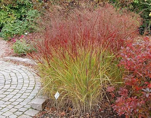 Просте прутовідне 'Sangria', Panicum virgatum 'Sangria', С1, 5 - Зображення 3