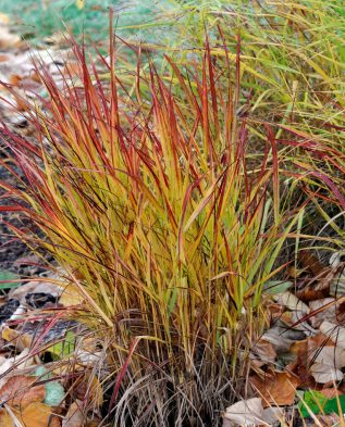 Просте прутовідне 'Sangria', Panicum virgatum 'Sangria', С1, 5 - Зображення 4
