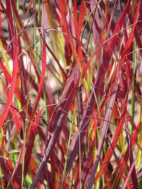 Просте прутовідне 'Sangria', Panicum virgatum 'Sangria', С1, 5 - Зображення 5