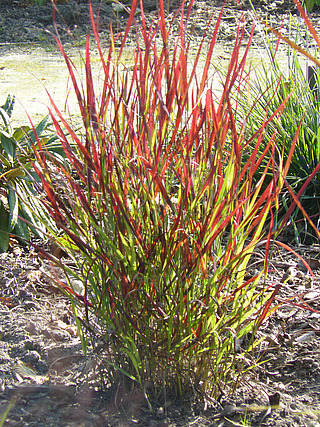 Просте прутовідне 'Sangria', Panicum virgatum 'Sangria', С1, 5 - Зображення 7