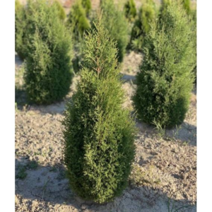 Туя західна верескоподібна Ericoides 4 річна , Туя западная Вересковидная, Thuja occidentalis Ericoides