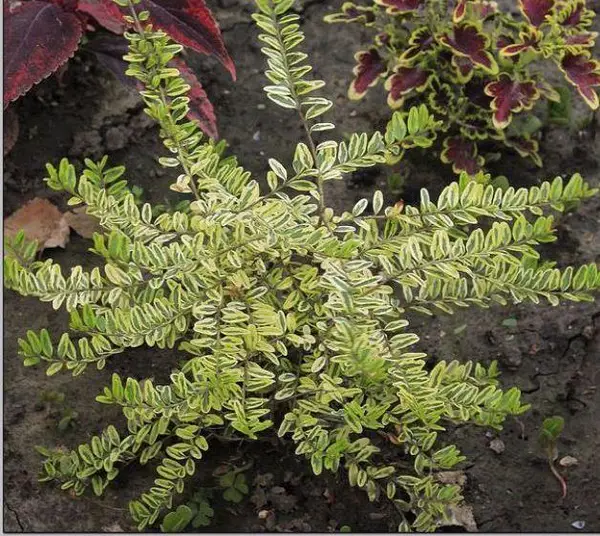 Жимолость шапкова 'Варієгата', Lonicera pileata 'Variegata' С1, 5 - Зображення 2