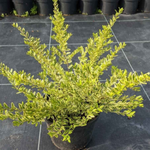 Жимолость шапкова 'Варієгата', Lonicera pileata 'Variegata' С1, 5