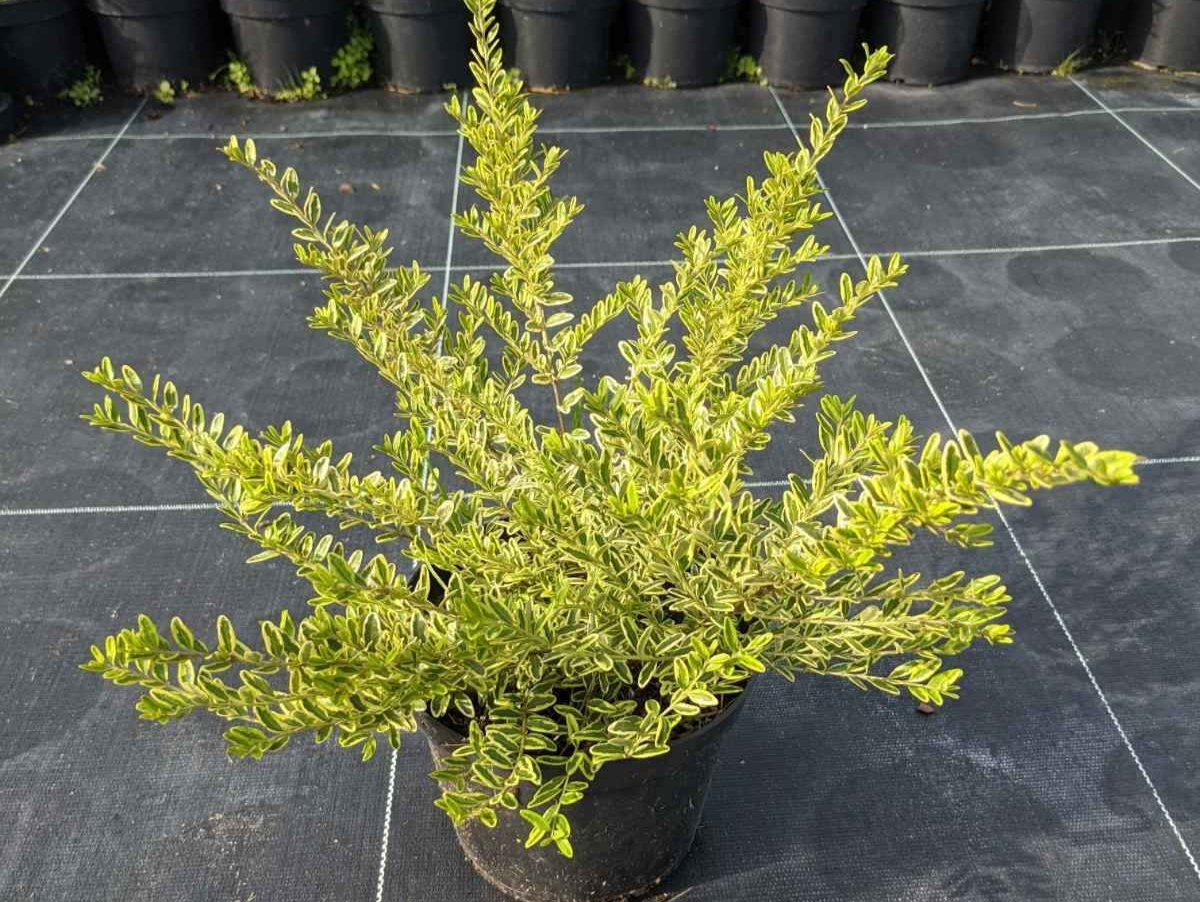 Жимолость шапкова 'Варієгата', Lonicera pileata 'Variegata' С1, 5