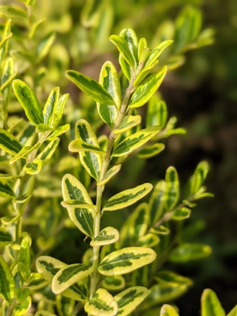 Жимолость шапкова 'Варієгата', Lonicera pileata 'Variegata' С1, 5 - Зображення 3