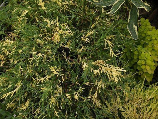 Кипарисовик горіхоплідний Філіфера ауреоварієгата, chamaecyparis pisifera filifera aureovariegata, 3-річний - Зображення 2