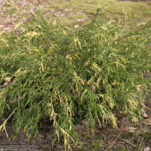 Кипарисовик горіхоплідний Філіфера ауреоварієгата, chamaecyparis pisifera filifera aureovariegata, 3-річний