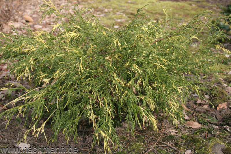 Кипарисовик горіхоплідний Філіфера ауреоварієгата, chamaecyparis pisifera filifera aureovariegata, 3-річний