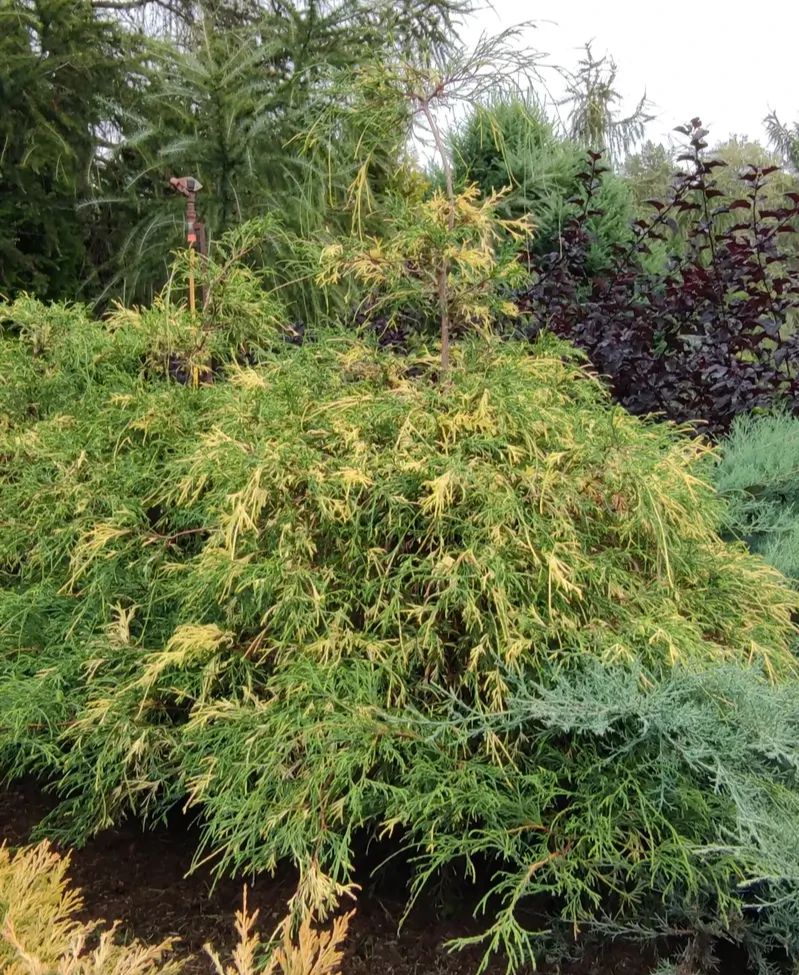 Кипарисовик горіхоплідний Філіфера ауреоварієгата, chamaecyparis pisifera filifera aureovariegata, 3-річний - Зображення 3